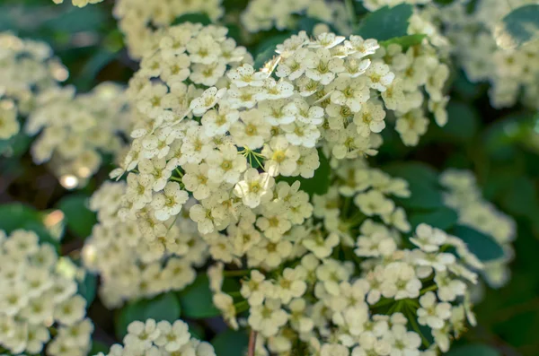 Witte Spirea Bloeit Bush Het Voorjaar Spiraea Bloemen Worden Zeer — Stockfoto