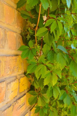 Eski kırmızı tuğla duvar ve üzerine asılmış üzümler.