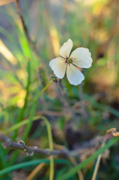 草丛中的小白色罂粟花 背景暗淡 — 图库照片