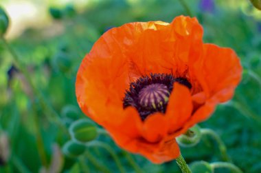 Bahçede kırmızı gelincikler ya da yeşil arka planda çayırlar