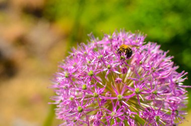 Dekoratif soğan çiçekleri, mavi arka planlı alyum