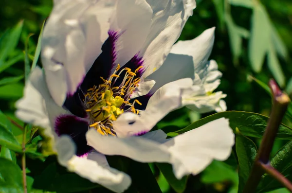 Große Weiße Und Violette Blume Der Pfingstrose — Stockfoto