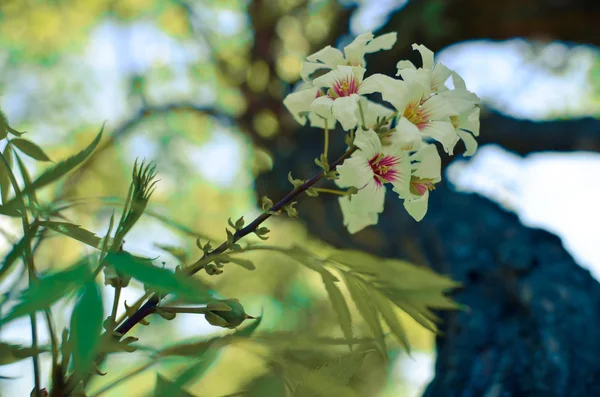 Bossom de flores blancas en el árbol —  Fotos de Stock