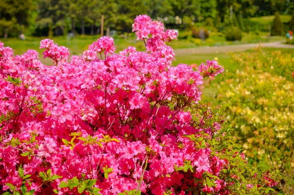 Kwitnące łąki z różowe kwiaty, krzewy rododendronów — Zdjęcie stockowe