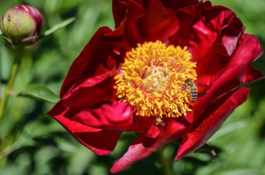Baharda bahçede çiçek açan şakayık ağacı. Makro