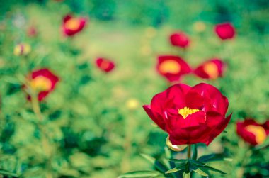 Baharda bahçede çiçek açan şakayık ağacı. Makro