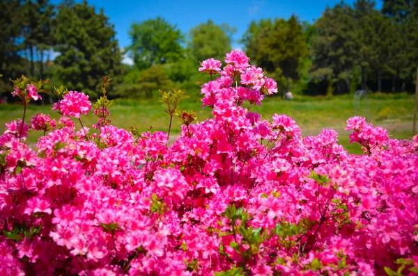 Prado florescente com flores rosa de arbustos de rododendros — Fotografia de Stock