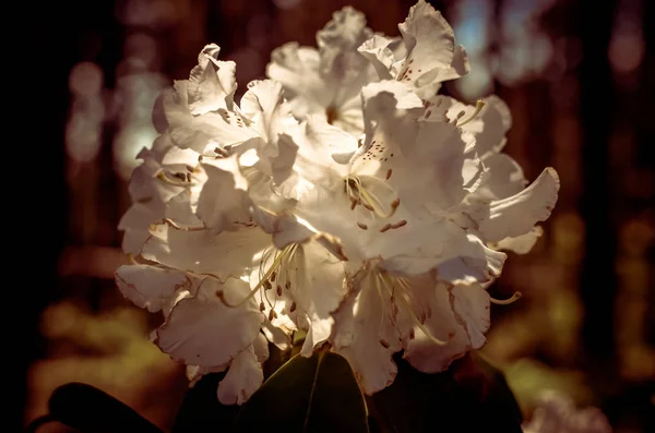 Blooming meadow with white flowers of rhododendron bushes — Stock Photo, Image