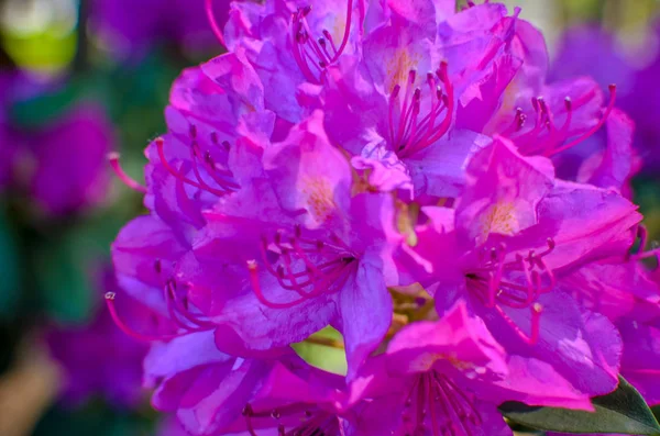 Prairie fleurie avec fleurs roses de buissons de rhododendrons — Photo
