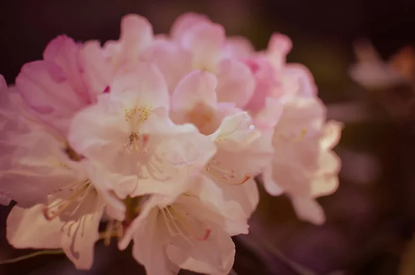 Квітучий луг з білими квітами кущів рододендрона — стокове фото