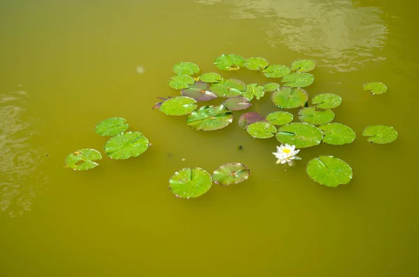 Lírio branco flutuando em uma água verde — Fotografia de Stock
