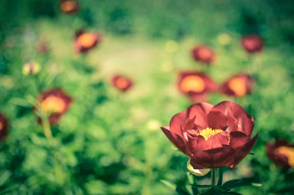 Tree peony blossoming in garden at spring. Macro