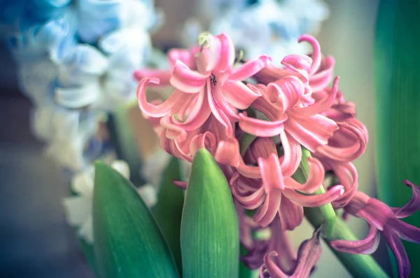 Bouquet with pink and blue hyacinth. selective focus. — Stock Photo, Image