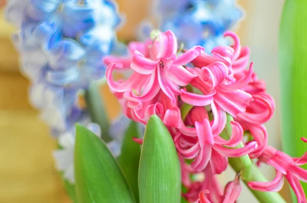 Bouquet avec jacinthe rose et bleue. focus sélectif . — Photo