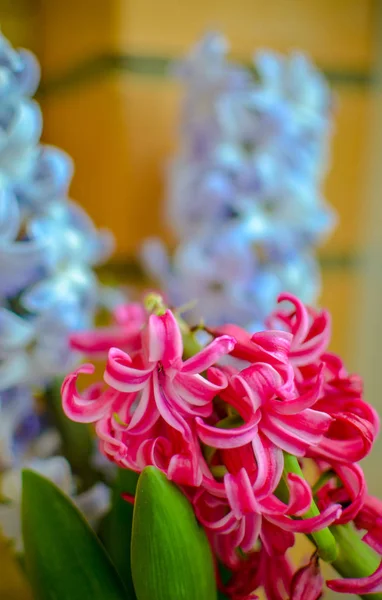 Bouquet with pink and blue hyacinth. selective focus. — Stock Photo, Image