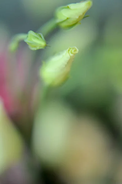 White eustoma bud in the beautiful tender bouquet — 스톡 사진