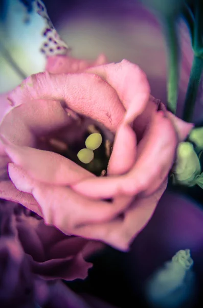 Roze eustoma in het mooie tedere boeket — Stockfoto