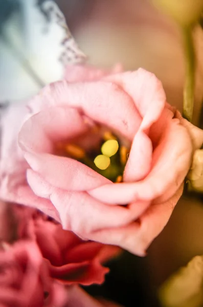 Eustoma rosa en el hermoso ramo tierno — Foto de Stock