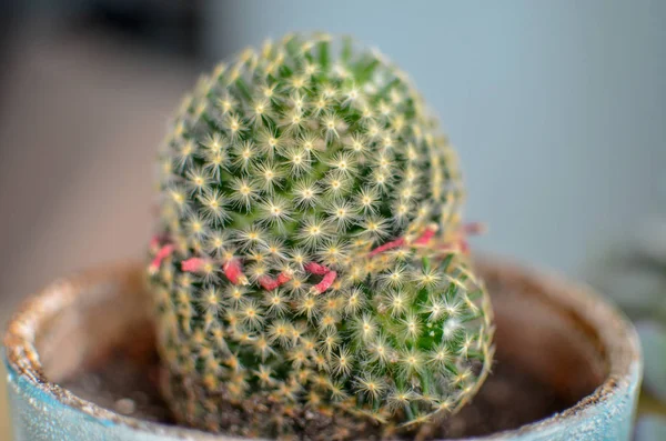 Маммиллярия, называемая клубничным кактусом, небольшой кактус с колючими шипами и мелкими вкусными фруктами — стоковое фото