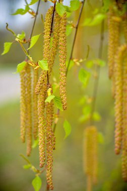 Küpe huş ağacı ve mavi zemin üzerine çiçek
