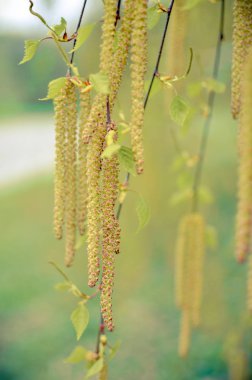 Küpe huş ağacı ve mavi zemin üzerine çiçek