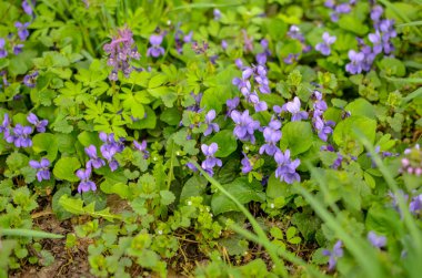 Menekşe çiçek ormandaki yeşil çimen