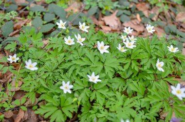 Beyaz çiçek açan Anemone Ranunculoides bahar ormandaki grubu