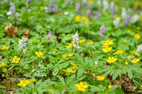 Grupo de Anemone Ranunculoides florecientes en bosque primaveral — Foto de Stock