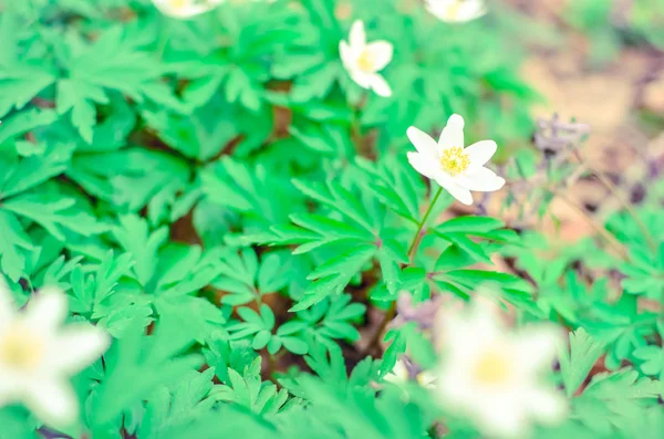 春の森で白咲くアネモネ Ranunculoides のグループ — ストック写真