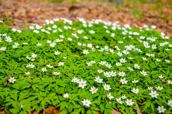 春林中的白花科海葵群 — 图库照片#