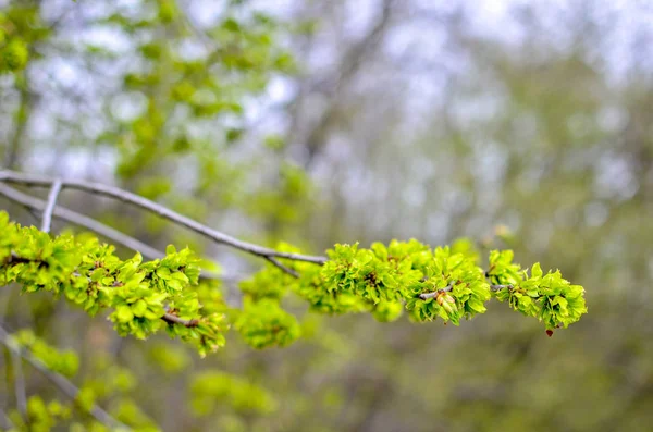 Las primeras hojas jóvenes sobre el brunch en primavera, el jardín verde —  Fotos de Stock