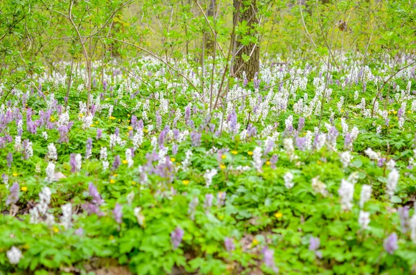 Cênico mágico Primavera floresta fundo de violeta e branco raiz oca Corydalis cava início da primavera flores selvagens em flor — Fotografia de Stock