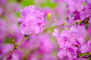 Bulanık arka plan ile güzel pembe veya mor Rhododendron