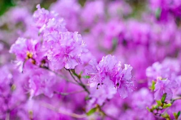 Beau Rhododendron rose ou violet avec fond bleu — Photo