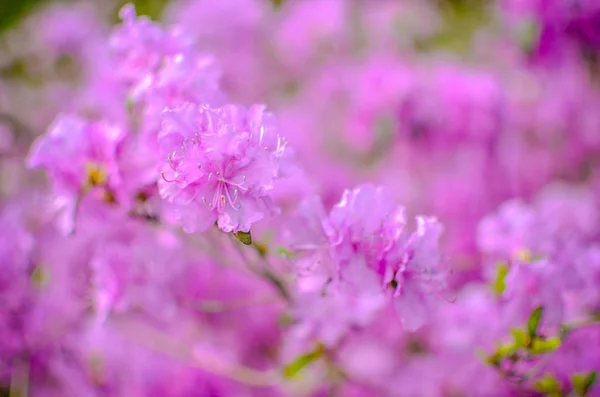 Beau Rhododendron rose ou violet avec fond bleu — Photo