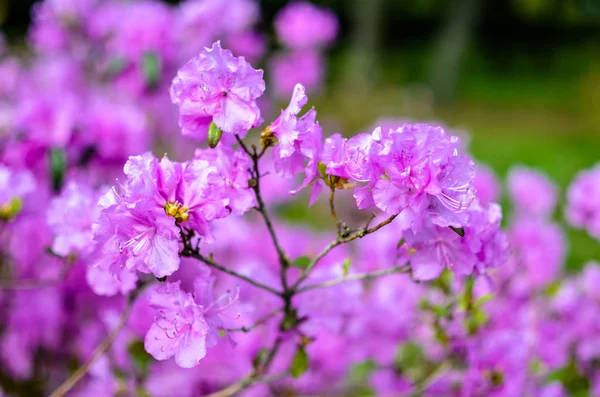 Beau Rhododendron rose ou violet avec fond bleu — Photo