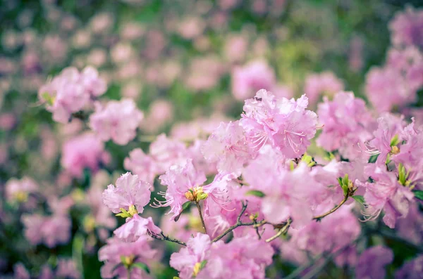 Piękny różowy lub fioletowy Rhododendron z blured tle — Zdjęcie stockowe