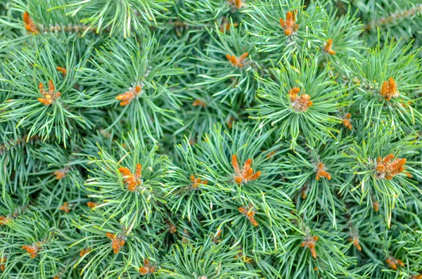 Closeup of spruce conica, with blured background — Stock Image Closeup of spruce conica, with blured background Stock Image