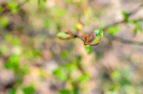 Ramo de uma árvore com brotos, início da primavera, close-up . — Fotografia de Stock