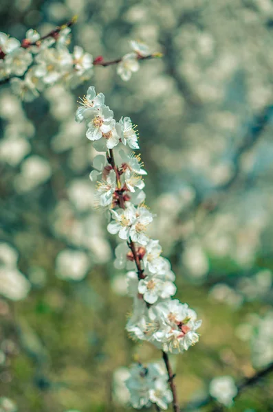 Apricot tree flowers, soft focus. Spring white flowers on a tree branch. Apricot tree in bloom