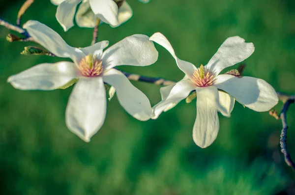 Closeup of white magnolia flower. natural floral spring — Stock Photo, Image