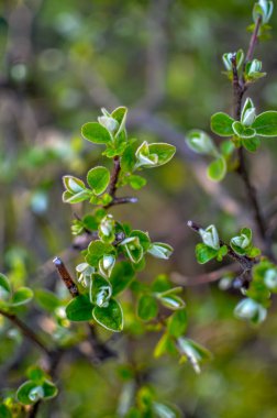 Parkta brunch 'ta güzel yapraklar