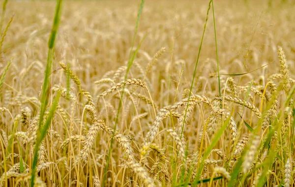 Крупный план поля пшеницы как золотисто-желтый фон — стоковое фото