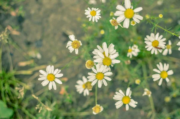 Campo de camomila florescente, flores de camomila em um prado no verão — Fotografia de Stock