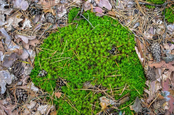 草、バンプ、コケの背景 — ストック写真