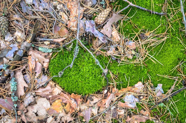 Background of the grass, bumps and moss — Stock Photo, Image