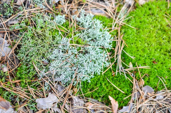 草地、凹凸和青苔的背景 — 图库照片