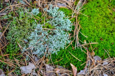 Çim, tümsekler ve yosun arka plan