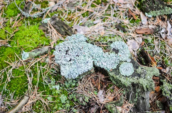 草地、凹凸和青苔的背景 — 图库照片