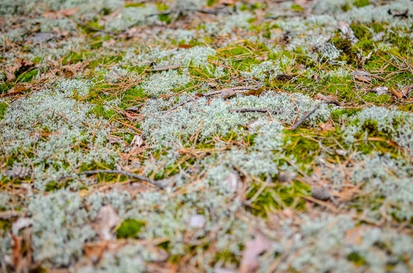 Çim, tümsekler ve yosun arka plan — Stok fotoğraf